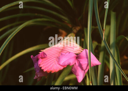 Pink Quill (Tillandsia cyanea), blooming Stock Photo