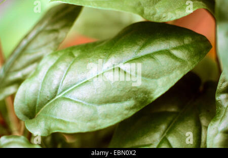 kava kava, kawa, kawa, Kava Pepper (Piper methysticum), leaf Stock Photo