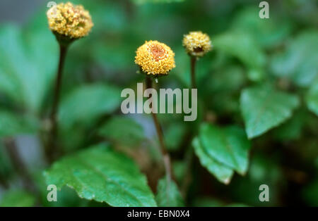 toothache plant, paracress, toothache plant (Acmella oleracea, Spilanthes oleracea, Spilanthes acmella), blooming Stock Photo