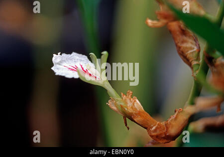 true cardamom (Elettaria cardamomum, Amomum cardamon), flower Stock Photo