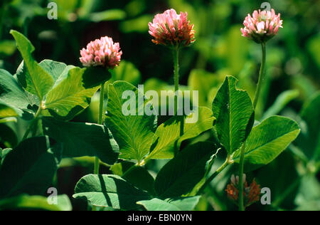 strawberry clover (Trifolium fragiferum), blooming, Germany Stock Photo