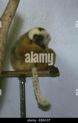 diadem sifaka, diademed sifaka (Propithecus diadema), in enclosure Stock Photo