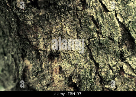 wafer ash, hop tree, stinking ash (Ptelea trifoliata), bark Stock Photo