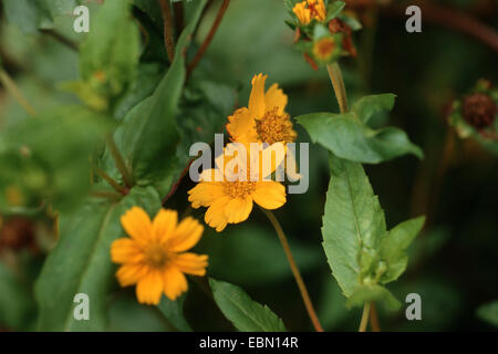 niger, ramtilla (Guizotia abyssinica, Guizotia oleifera, Guizotia scabra), blooming Stock Photo