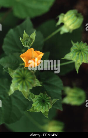 Indian Abutilon, Indian Mallow (Abutilon indicum), blooming Stock Photo