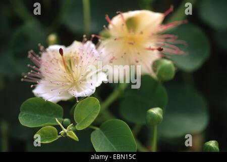 caper, alcaperro, caper berry, caper bud, caper bush, caper fruit, smooth caper, spiny caper (Capparis spinosa), with buds and flowers Stock Photo