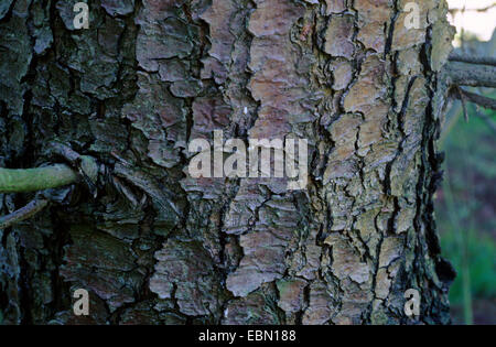 David's pine, Chinese white pine (Pinus armandii), bark Stock Photo