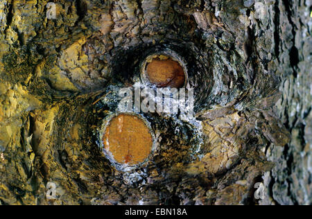 Wilson Spruce (Picea wilsonii), trunkt with knothole Stock Photo