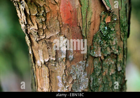 Japanese yew, pyramidal yew (Taxus cuspidata), bark Stock Photo