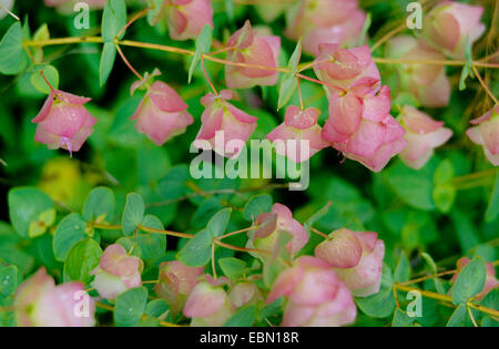 Kent Beauty Oregano (Origanum rotundifolium 'Kent Beauty', Origanum rotundifolium Kent Beauty), inflorescences Stock Photo