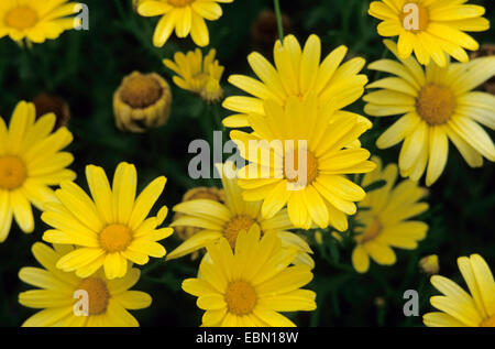 Apache Beggarticks, Golden Doddess (Bidens 'Rockstar', Bidens Rockstar), cultivar Rockstar Stock Photo