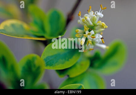 california privet (Ligustrum ovalifolium 'Aureum', Ligustrum ovalifolium Aureum), branch with inflorescence Stock Photo