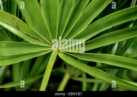 saw palmetto (Serenoa repens), leaf Stock Photo