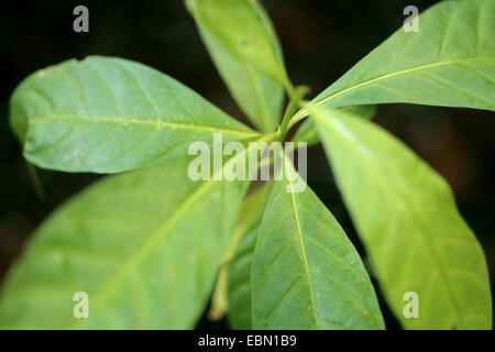 Iboga, Black bugbane (Tabernanthe iboga, Tabernanthe bocca, Tabernanthe pubescens, Tabernanthe tenuiflora), branch Stock Photo