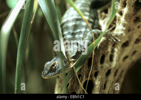 Baja blue rock lizard (Petrosaurus thalassinus), portrait Stock Photo