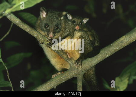 Brush-tailed possum, Brushtail Possom (Trichosurus vulpecula), mother carrying pick-a-back her child Stock Photo