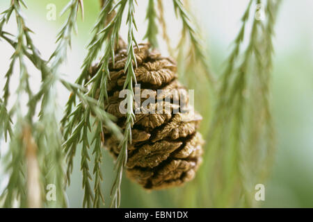 giant sequoia, giant redwood (Sequoiadendron giganteum), cone on a branch Stock Photo