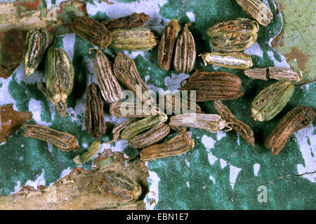 bullwort, toothpick ammi, Bishop's flower (Ammi majus), collected fruits