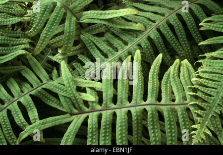 Green caterpillar fern, Green crub fern (Polypodium formosanum), leaves Stock Photo