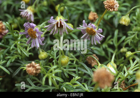 Swan river Daisy, Cut Leaf Daisy (Brachyscome spec.), blooming Stock Photo