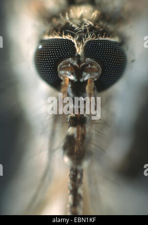 Aedes (Aedes spec.), portrait Stock Photo