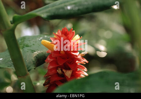 Spiral Ingwer (Costus barbatus), inflorescence Stock Photo
