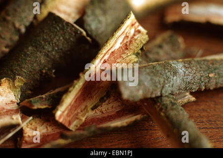 alder buckthorn, glossy buckthorn (Frangula alnus, Rhamnus frangula), bark Stock Photo