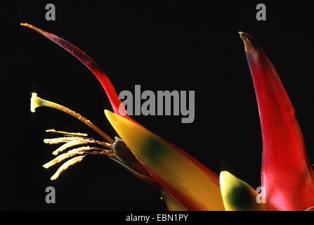 Vriesea (Vriesea sucrei), blooming Stock Photo