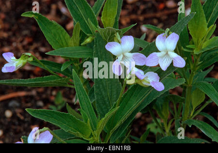 Viola elatior (Viola elatior), blooming, Germany Stock Photo