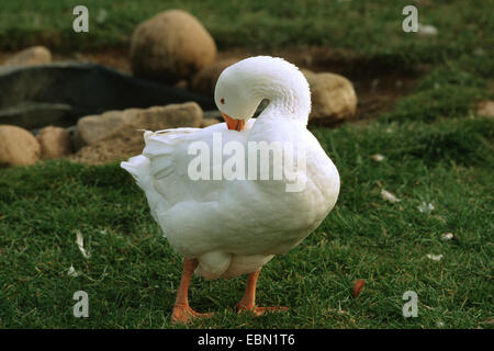 domestic goose (Anser anser f. domestica), Embden Goose standing in a meadow cleaning its plumage Stock Photo