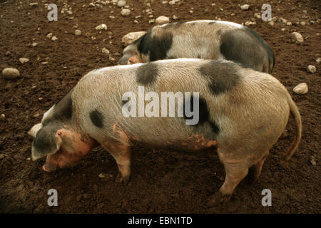 Bentheim Black Pied (Sus scrofa f. domestica), two Bentheim Black Pied digging for food in the soil ground side by side Stock Photo