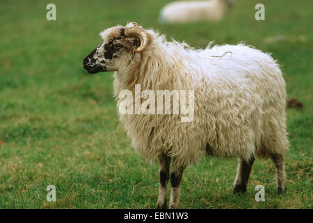 Walachen sheep, Walachenschaf (Ovis ammon f. aries), Walachen-Schaf in a meadow Stock Photo