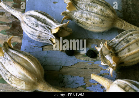 common corncockle (Agrostemma githago), capsules with seeds, Germany Stock Photo