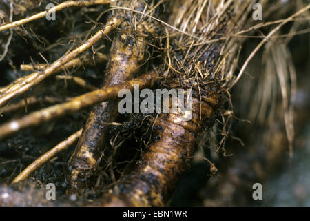 Baldmoney, Spignel, Bearwort (Meum athamanticum), roots, Germany
