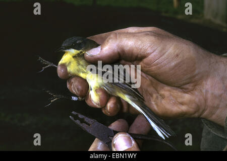 Dark-headed Wagtail, Grey-headed Wagtail, Yellow wagtail (Motacilla flava thunbergi), bird banding Stock Photo