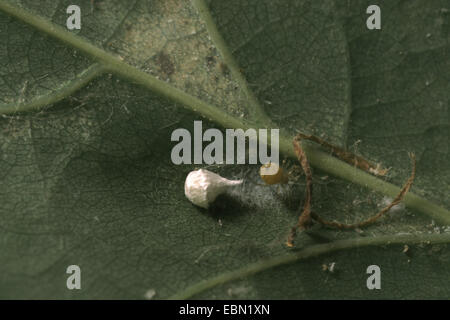 comb-footed spider (Paidiscura pallens, Theridion pallens), spider with cocoon on the underside of a leaf Stock Photo