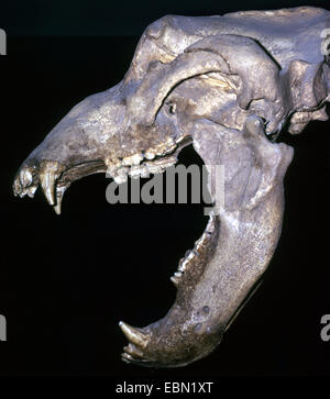 cave bear (Ursus spelaeus), skull of a cave bear with open mouth Stock Photo
