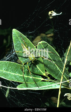 Lynx spiders (Peucetia madagascariensis), sitting in the spider web, Madagascar Stock Photo