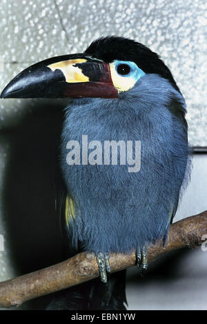 Gray breasted Mountain Toucan (Pteroglossus hypoglaucus, Pteroglossus hypoglauca, Andigena hypoglauca), sitting on a twig Stock Photo