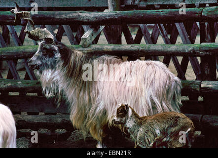 Girgentana (Capra hircus, Capra aegagrus f. hircus), adult with goat kid Stock Photo