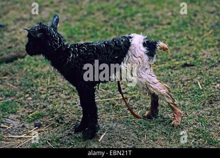 domestic goat (Capra hircus, Capra aegagrus f. hircus), newborn goat kid Stock Photo