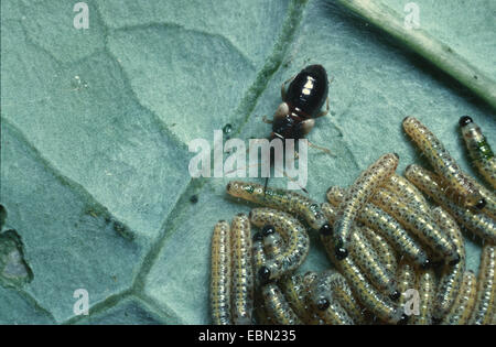 Common flowerbug, Common flower-bug, Common Flower Bug (Anthocoris nemorum), suckling larvae of sawflies, useful animal Stock Photo