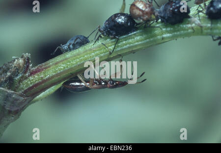 Common flowerbug, Common flower-bug, Common Flower Bug (Anthocoris nemorum), in a colony of greenflies, biological pest control Stock Photo