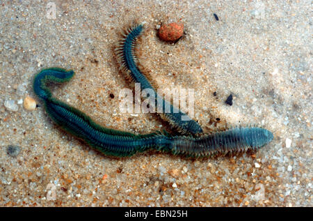 ragworm, sandworm, clam worm, king ragworm (Nereis virens, Neanthes