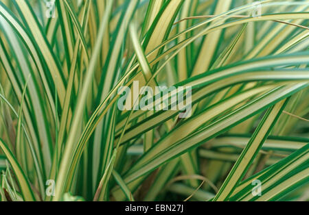 Japanese Sedge (Carex Evergold, Carex hachijoensis 'Evergold', Carex oshimensis 'Evergold'), leaves Stock Photo