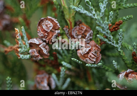 Lawson cypress, Port Orford cedar (Chamaecyparis lawsoniana), cones at a twig Stock Photo