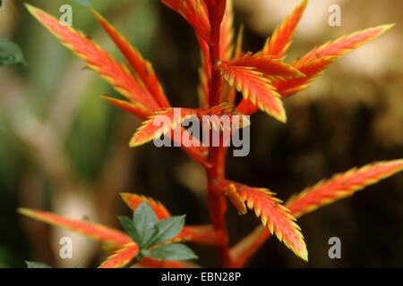 Vriesea (Vriesea zamorensis), inflorescence Stock Photo