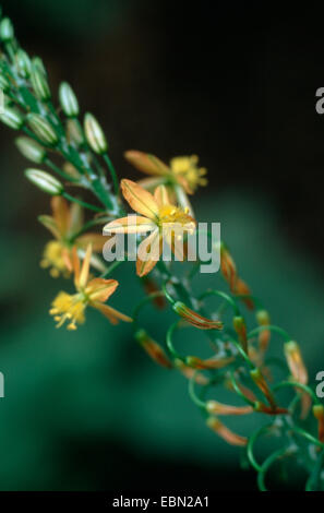 Stalked Bulbine, Orange Bulbine (Bulbine frutescens, Bulbine caulescens, Anthericum frutescens), inflorescence Stock Photo