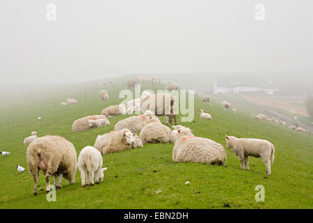 domestic sheep (Ovis ammon f. aries), in the fog on a dike, Germany, Schleswig-Holstein Stock Photo