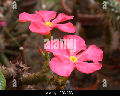 Pachypodiums in Madagascar 英語版カラー B Amazon.co.jp: Pachypodiums in Madagascar 英語版カラー A
